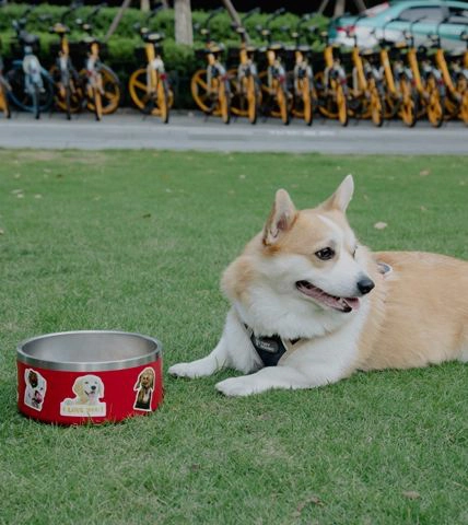 Animal de estimação tigela